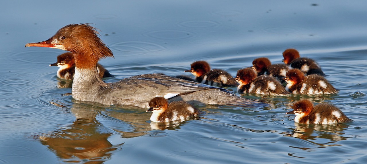Gänsesägerweibchen mit Jungen