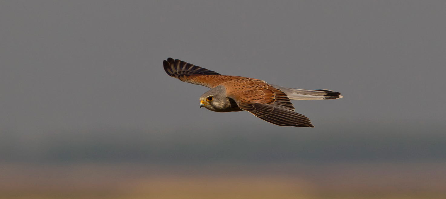 Turmfalke